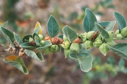 अश्वगंधा के फायदे पुरुषों के लिए