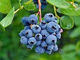 blueberry brain boosting benefits in hindi