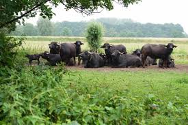 wellhealthorganic buffalo milk tag in hindi