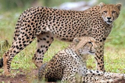 चीता तेंदुआ में अंतर