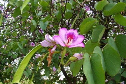 कांचनार गुग्गुल के फायदे और नुकसान