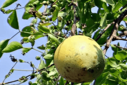 बेल के जूस के फायदे और नुकसान